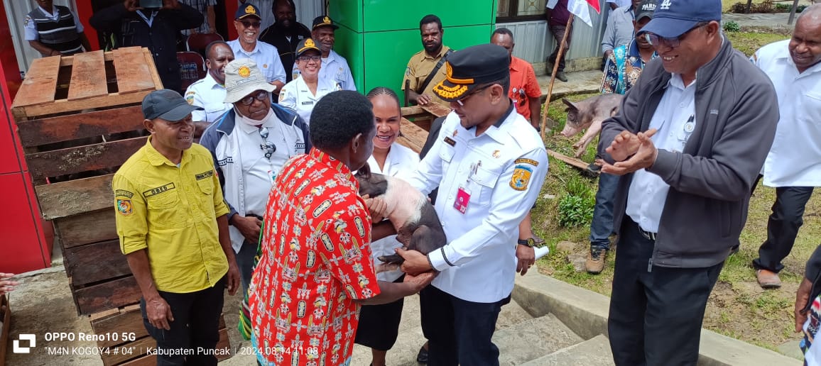 Dinas Pertanian kembali Bagikan Ternak Babi